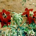 AUS NT KingsCanyon 1992 001  Sturt's Desert Pea is the one of those "freaks" of nature we have become accustomed to, and take for granted in Australia. : 1992, Australia, Date, Kings Canyon, NT, Places, Year